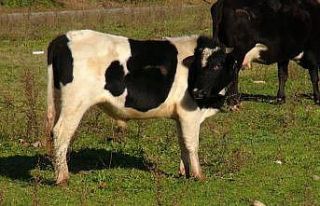 Ahırına giren hayvanın sahibini bulmaya çalışırken...