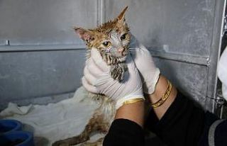Akaryakıt tankına düşen kedi, zeytinyağı ile...