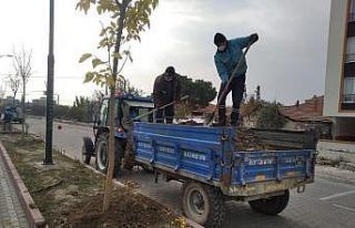 Akhisar Ring Yolu ağaçlandırılıyor
