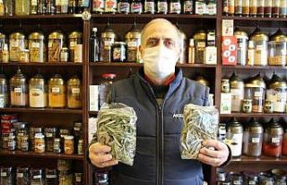 Aktarlarda zeytin yaprağı yok satıyor