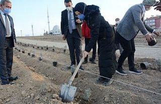 Akyurt’a lavanta bahçesi
