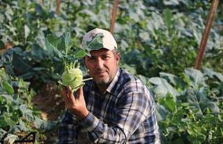 Alanya’da şifası saymakla bitmeyen alabaş hasatı...