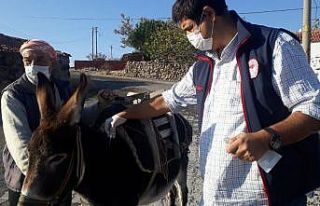 Aliağa’da tek tırnaklı hayvanlara çipli takip