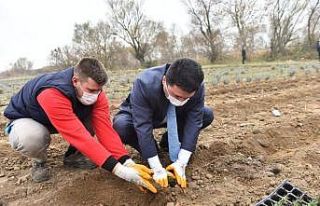 Altıeylül tıbbi ve aromatik bitkiler yetiştiriyor