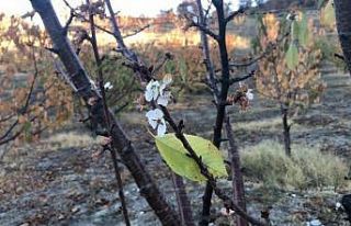 Amasya’da kiraz ağaçları mevsimi şaşırdı