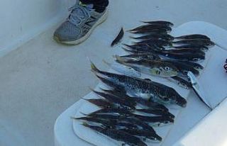 Amatör balıkçılar da balon balığı desteği...