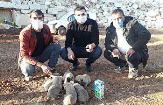 Anneleri ölen yavru köpeklere hayvanseverler sahip...