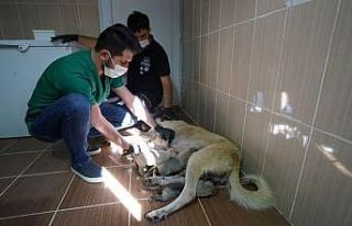 Annesi kaybeden yavru köpeklere süt anne