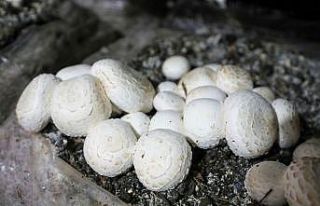 Antalya’nın mantarı Eskişehir’de yetiştiriliyor