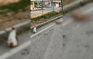 Aracın ezdiği kediyi diğer bir kedi mahzun bakışlarıyla...