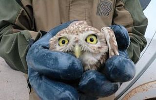 Aracın göğüs kısmına sıkışan yaralı kukumav...