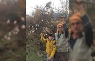 Aralık ayında elma ağaçları çiçek açtı