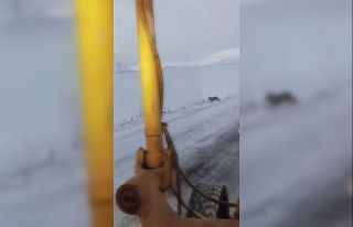 Ardahan’da kurt sürüsü karayoluna indi
