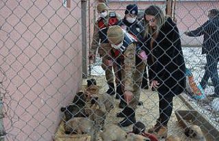 Ardahan’da sahipsiz sokak hayvanları emin ellerde