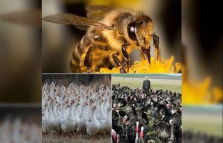 Arıcılık, kaz ve hindi yetiştiriciliği yatırımlarına...