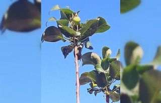 Armut ağacı aralıkta meyve verdi