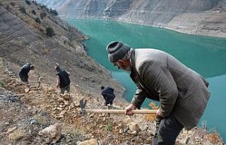 Artvin’de baraj havzaları ağaçlandırılıyor