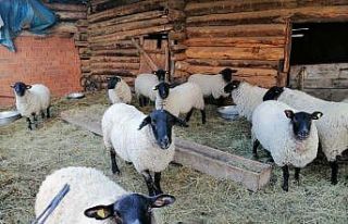 Artvin’e özgü bijik koyununun yok olmaması için...