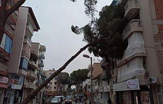 Asırlık çam ağacı apartmanın üzerine devrildi