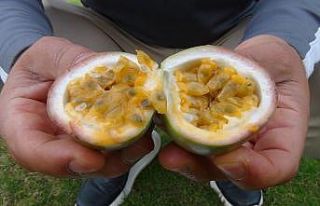 Aşk meyvesi olarak biliniyor, tanesi 20 liradan satılıyor