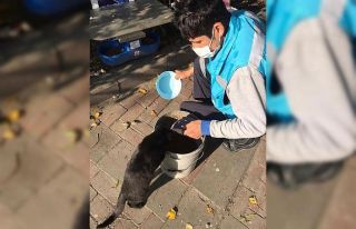 Avcılar’da kısıtlamada sokak hayvanları unutulmadı