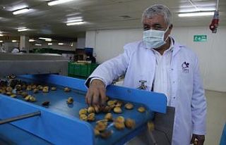 Aydın incirine olan talep her geçen gün artıyor