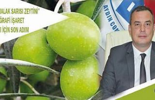 Aydın’a özgü Yamalak Sarısı Zeytini’nde sona...