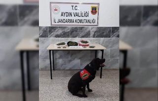 Aydın’da 250 gram kubar esrar ele geçirildi