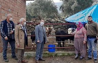 Aydın’da Manda Boğası dağıtımı yapıldı