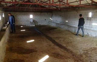 Aynı köyde 3 yılda 100 büyükbaş hayvan çalındı,...