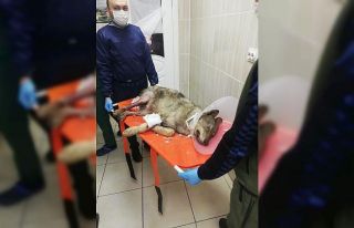 Bacağı kırılan kurt tedaviye alındı