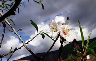 Badem ağaçları çiçek açtı