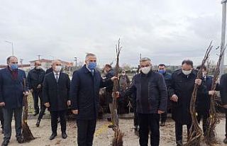 Bafra’da üreticilere 2 bin 500 ceviz fidanı dağıtıldı