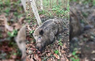 Bahçede çalışırken domuzun saldırısına uğradı