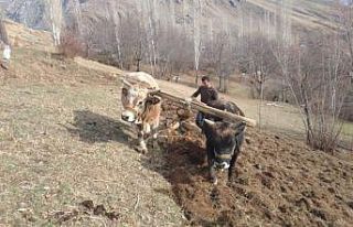 Bahçesaray’da Karasabanlı tarım