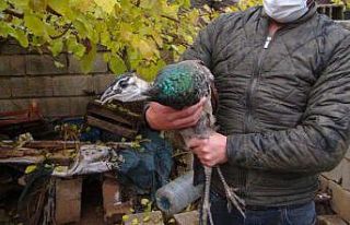 Bahçesinde bulduğu tavus kuşunu yetkililere teslim...