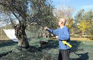 Balıkesir’de sokağa çıkma yasağı zeytin hasadına...