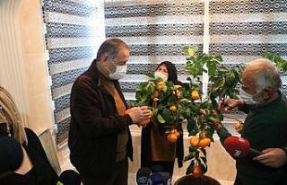Balkonda yetiştirdi, Özhaseki’ye ikram etti
