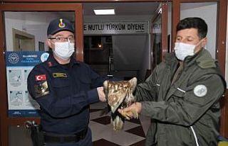 Baraj gölüne düşen kızıl şahini jandarma kurtardı