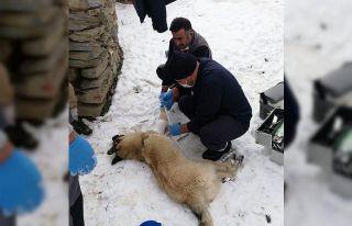 Başıboş sokak hayvanları uzman ellere emanet