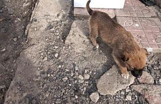 Başkale Belediyesi yavru köpeklere sahip çıktı