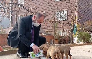 Başkan kısıtlamada sokak köpeklerini sütle besledi