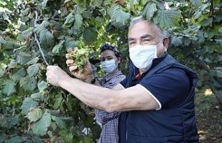 Başkanın TMO zaferi: Fındık alımı 30 Nisan 2021’e...