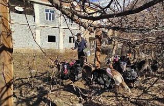 Batman’da hindiler yılbaşı öncesi satışa çıkarıldı