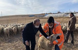 Bayburt’ta çiftçiler küçükbaş hayvanlarını...
