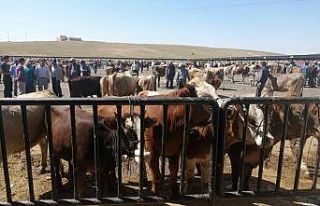 Bayburt’ta hayvan pazarlarının faaliyetleri Covid-19...