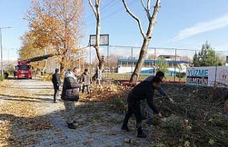 Belediye ekipleri ağaçları buduyor