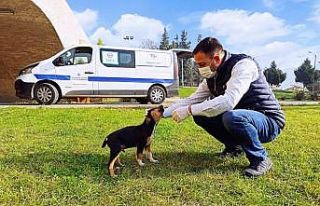 Biga Belediyesi sokak hayvanlarını kısıtlamalarda...
