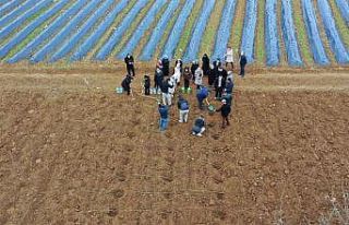 Bilecikli çiftinin yeni geçim kaynağı ahududu...