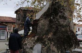 Bin 230 yıllık çınar ağacının bakımı yapıldı